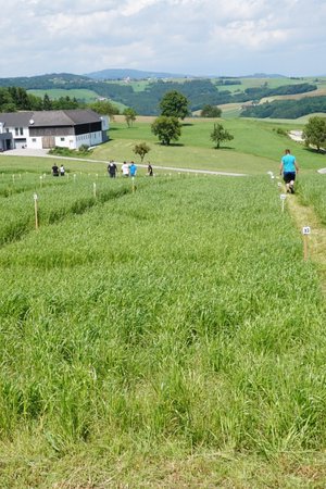 Zimmergewehr schießen & Sengstmahn